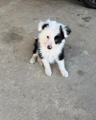 Border collie con PEDIGREE