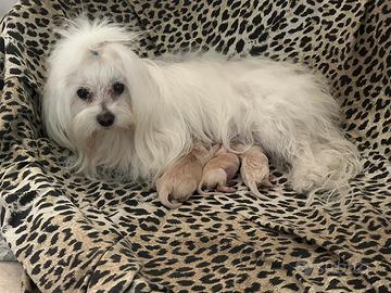 Cuccioli Maltipoo Toy