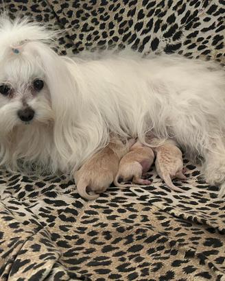 Cuccioli Maltipoo Toy