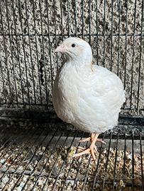 Quaglie