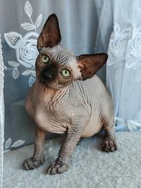 Cuccioli di canadian sphynx