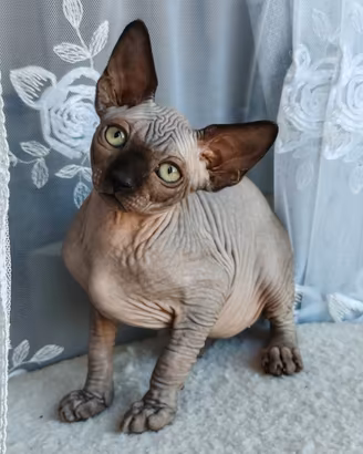 Cuccioli di canadian sphynx