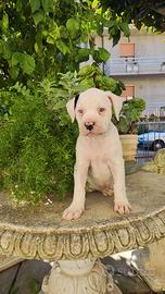 American Bulldog cuccioli 