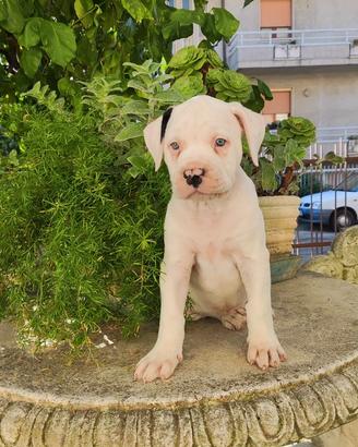 American Bulldog cuccioli 