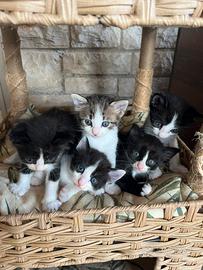 Gattini stupendi aspettano una casa