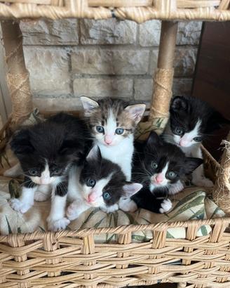 Gattini stupendi aspettano una casa