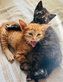 2 gatti cucciolata
