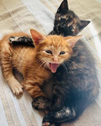 2 gatti cucciolata