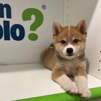 Shiba fulvo Una volpe ti aspetta