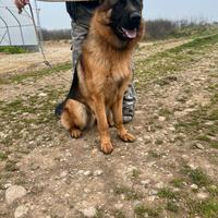 Pastore tedesco maschio