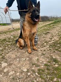 Pastore tedesco maschio