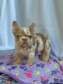 Cucciola bulldog francese Isabella Newshade merle
