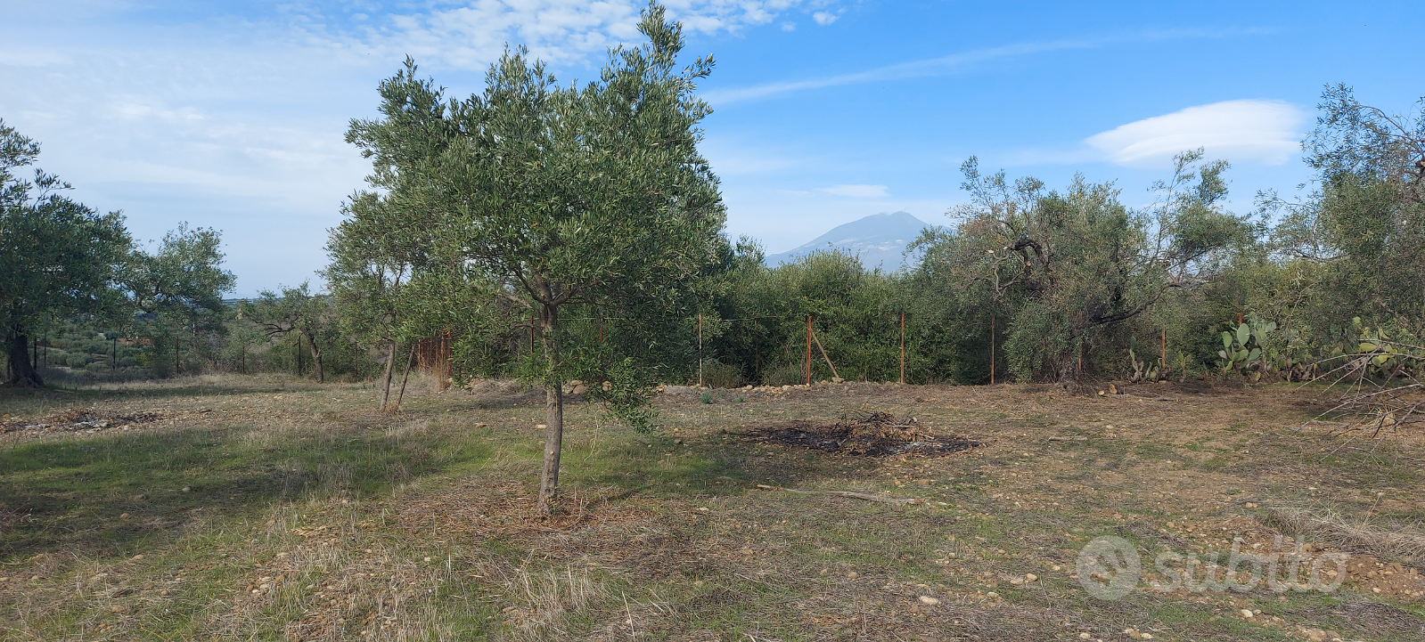 Motta Sant'anastasia terreno agricolo con 80 albe - Altro