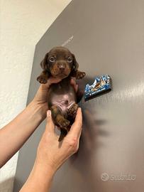 Bassotto cuccioli PEDIGREE ENCI Cioccolato