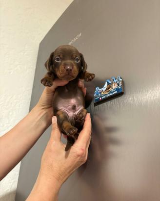 Bassotto cuccioli PEDIGREE ENCI Cioccolato