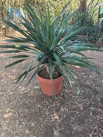 DRACENA DRACO