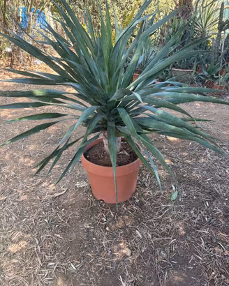 DRACENA DRACO
