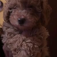 Barbone maschietto Toy