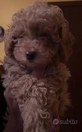 Barbone maschietto Toy