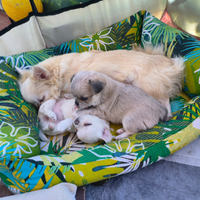 Chihuahua pelo lungo
