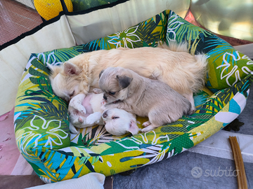 Chihuahua pelo lungo