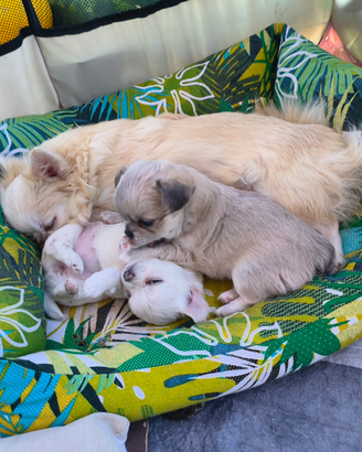 Chihuahua pelo lungo