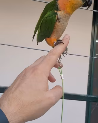 Caicco allevato a mano