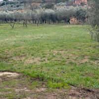 Ad 1 km dal tribunale terreno uliveto
