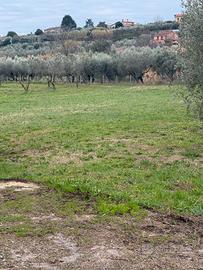 Ad 1 km dal tribunale terreno uliveto