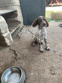 Cucciolo di seter