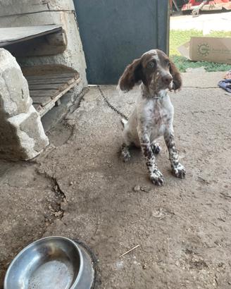 Cucciolo di seter
