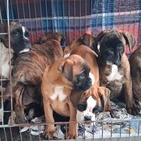 Boxer cuccioli