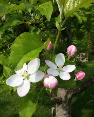 GIARDINIERE 