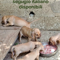 Cuccioli segugio italiano