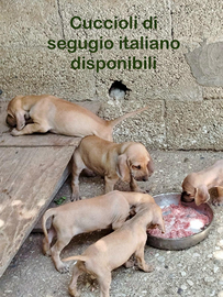 Cuccioli segugio italiano