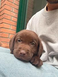 Cuccioli di labrador chocolate