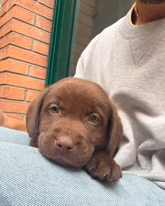 Cuccioli di labrador chocolate
