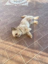 Cane cihawa minitoy e yorkshire nano