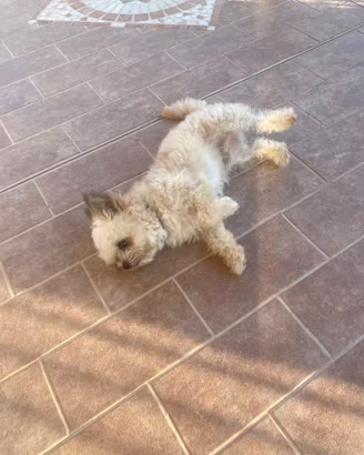 Cane cihawa minitoy e yorkshire nano