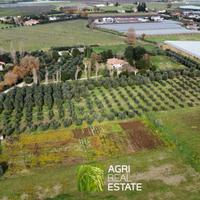 Uliveto di 1 HA con 200 piante e pozzo