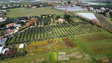 Uliveto di 1 HA con 200 piante e pozzo