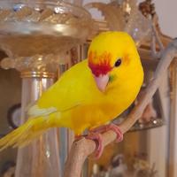 Pappagalli meravigliosi