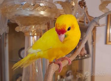 Pappagalli meravigliosi