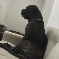Cane corso