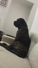 Cane corso