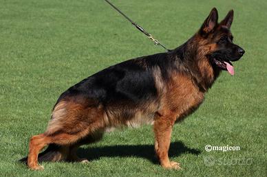 Cuccioli di pastore tedesco due mesi