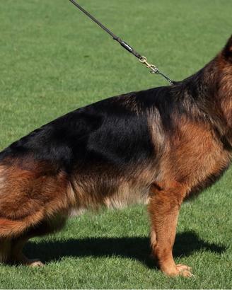 Cuccioli di pastore tedesco due mesi