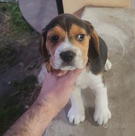 Cuccioli Beagle maschi