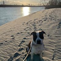 Dobby, amstaff maschio