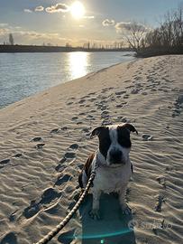 Dobby, amstaff maschio